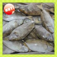 Hot Sale Fresh Frozen Fish Headless Rabbit Fish (Siganus Canaliculatus)
