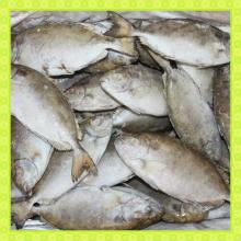 New Landing Fresh Frozen Food IQF W/R Rabbit Fish (Siganus Canaliculatus)