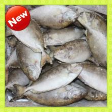fresh frozen fish whole round/headless rabbit fish (Siganus Canaliculatus)