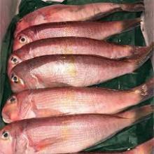 Frozen tilefish whole round on sale