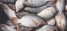  FROZEN  TILAPIA  WHOLE  ROUND 500-800G