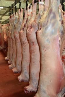 Fresh/Frozen  Sheep / Goat /Lamb Meat/Carcass