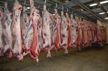 Copy of Frozen/fresh sheep meat good price