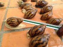 Giant African land snails