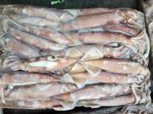 squid/Ommastrephes bartrami with good price