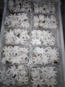 baby octopus with good quality