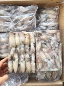 baby squid
