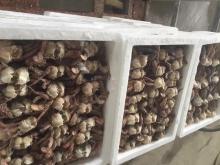 baby crab hot sale