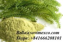 SEA GRAPE _SEAWEED_HIGH QUALITY _BEST PRICE