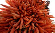 Fresh Carrot