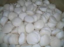  Frozen  Scallop Meat