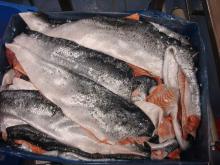  Frozen   Atlantic   Salmon 
