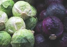 HIGH QUALITY CHEAP PRICE PURPLE AND GREEN CABBAGE