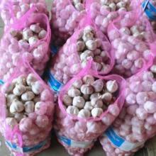 Fresh Garlic White/Purple