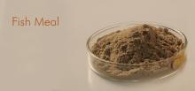 pure fish meal high quality