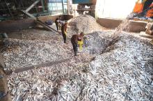 fish meal for animal feed- 0084 975584679