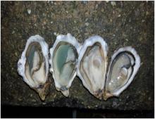 Oyster
