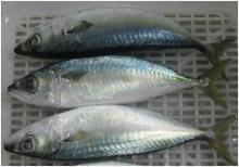  Atlantic   Mackerel 