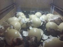  OSTRICH   HATCHING   EGGS / FERTILE  OSTRICH   HATCHING   EGGS 