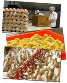 BROILER CHICKEN EGGS/HUBBARD CHICKEN EGGS FOR SALE