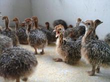  Ostrich   Chicks  for sale