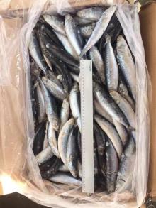 frozen pilchards as bait for fishing