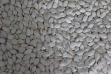 SNOW WHITE PUMPKIN SEED