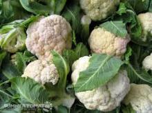 New crop frozen cauliflower