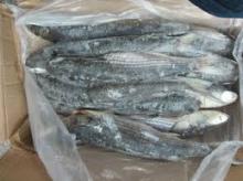  frozen   grey   mullet   fish  whole round
