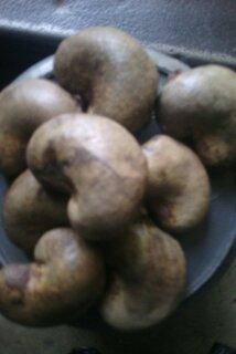 raw cashew nuts