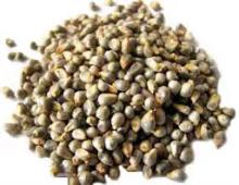 Green  Millet 