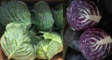  fresh  cabbage