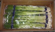  garlic  bolt( garlic   sprout )