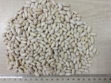 chinese large white kidney beans market price