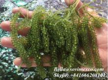 Premium Quatity _ Vietnam Dried Sea Grapes