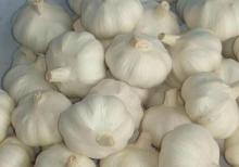 bigger than 5.5cm Chinese  garlic  from Good Farmer pure  white   garlic  good quality with best price