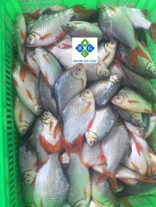 Frozen Red Puti (River bard) Fish