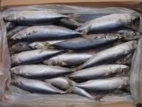  Frozen   Fish  Horse Mackerel,  Frozen  Whole Ribbon  Fish ,  Frozen  Tuna  Fish ,  Frozen   Salmon   Fish ,Atl