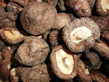 Bulk Dried High Quality Dry Shiitake Mushroom Price