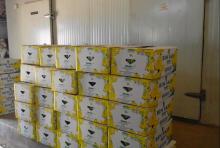 fresh cavendish bananas