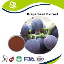 Supply Grape Seed Extract 95% OPC Powder