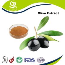 Dried Olive Leaf Extract Oleuropein 60% Powder