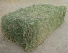 Top Quality Alfafa Hay for Animal Feeding