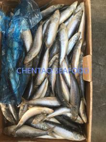 Pacific sardine  fish  for  bait 