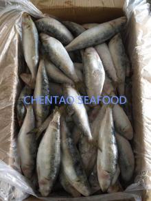 sardine fish 120/140 for bait