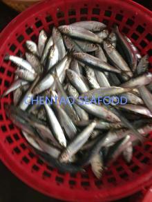 sardine fish 160/180 for bait