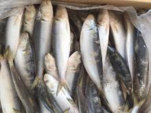 sardine fish 80/90 for bait