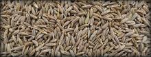 cumin seeds
