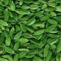 GREEN CARDAMOM