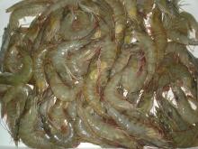 Frozen White Vannamei, Black Tiger Shrimps, White Shrimps